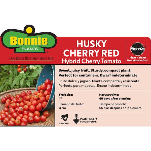 2.32 qt. Husky Red Cherry Tomato Plant
