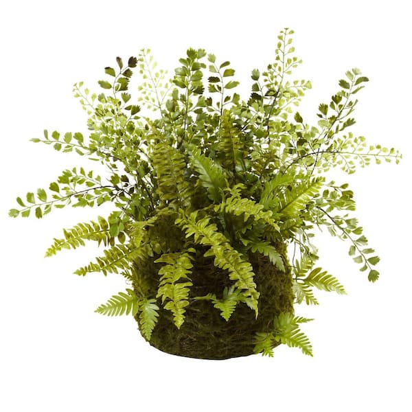 Botanica Fern and Moss Wall | Moss and Fern Wall | Moss Wall