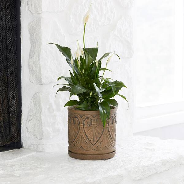 Brussel's Bonsai 9.7-in W x 3.4-in H Brown Ceramic Planter | CUPO3-12