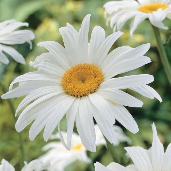 Spring Hill Nurseries Shasta Daisy (Leucanthemum), Live Bareroot Perennial White Flowers (3-Pack)