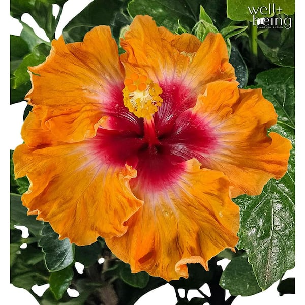 NATURE'S WAY FARMS 1.72 Gal. Orange Fire Hawaiian Hibiscus