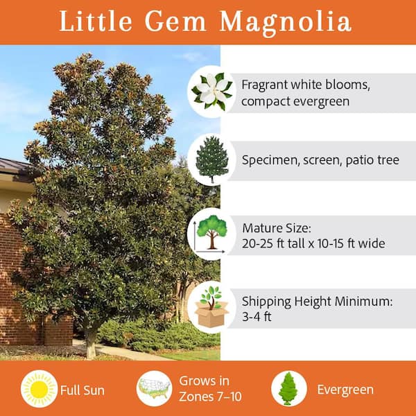 Little Gem Southern Magnolia White Flowering Evergreen Tree