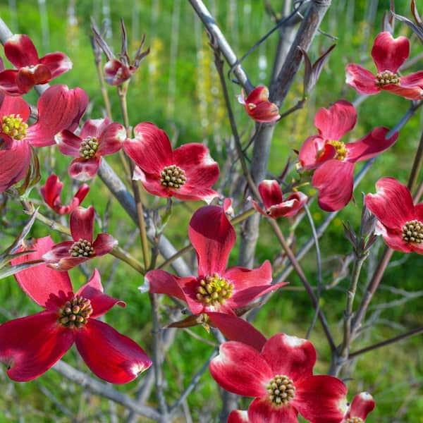 Faux Flowering Dogwood Branch Bright Red