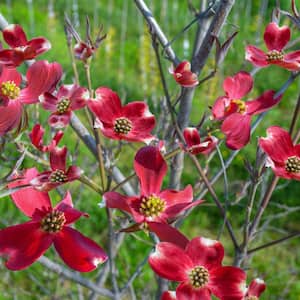 Raging Red Dogwood Potted Flowering Tree (1-Pack)