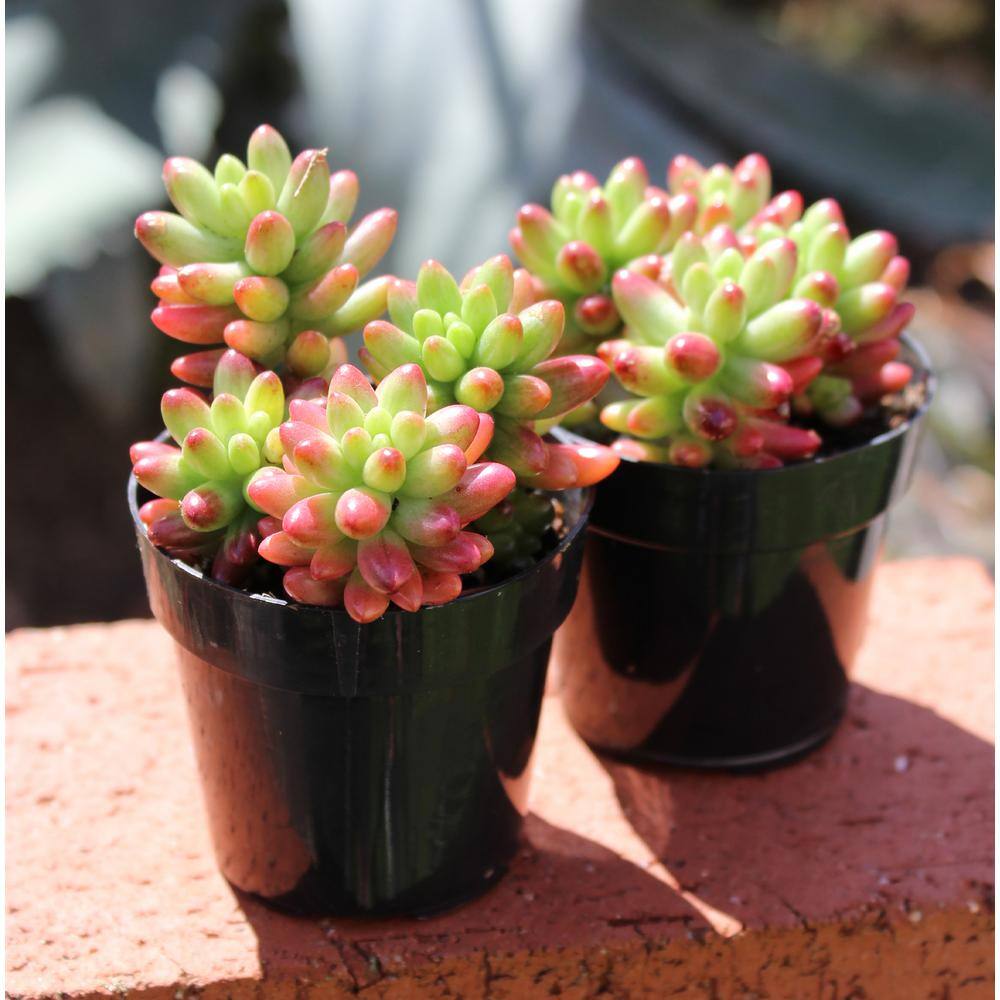 Assorted 2.5 Inch Multicolor Succulent Collection in Black Pots