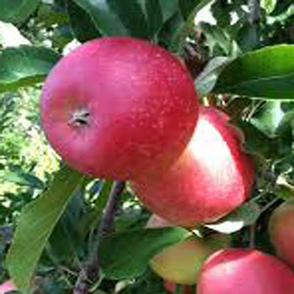OnlinePlantCenter 5 gal. 5 ft. Red McIntosh Apple Fruit Tree