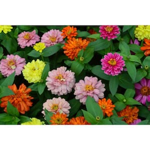 7.5 in. Zinnia Plant with Assorted Flowers