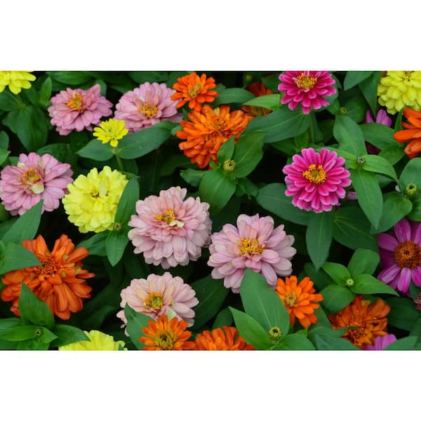 Unbranded 1.27 qt. Assorted Colors Zinnia Zahara Double Plant (6-Pack)