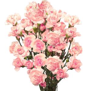 Globalrose 100 Stems Of Pink Spray Carnations- Fresh Flower Delivery ...