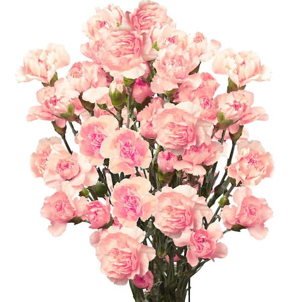 Globalrose 100 Stems of Pink Spray Carnations- Fresh Flower Delivery