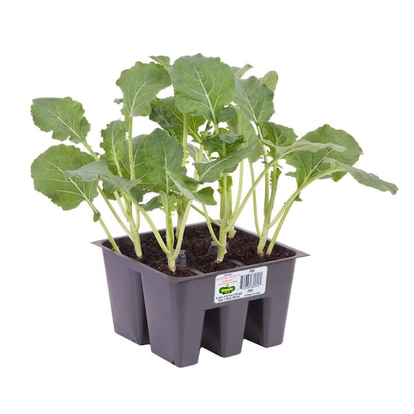 Bonnie Plants 1.19 qt. Lieutenant Broccoli Plant (6-Pack)