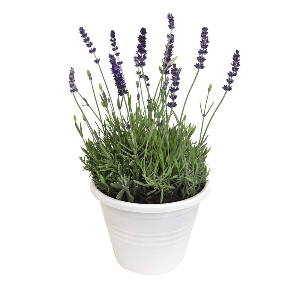 SMART PLANET 2.5 QT. English Lavender Plant with Purple Blooms