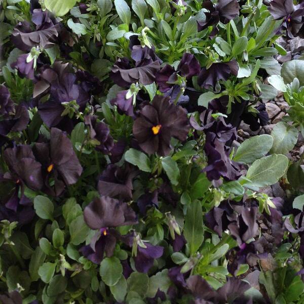 OnlinePlantCenter 1 gal. Blackout Violet or Mountain Pansy Plant