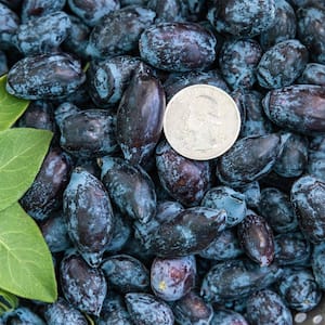 2.50 qt. Pot, Maxine's Opus Honeyberry Bush, Live Potted Deciduous Fruit Bearing Plant (1-Pack)