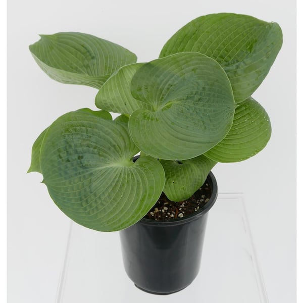 Unbranded 2.5 Qt. Hosta Blue Angel Perennial