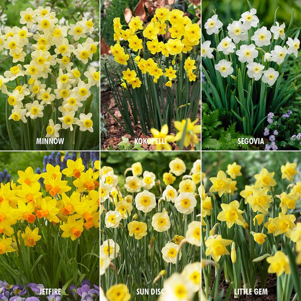 Minnow Daffodil Narcissus, Tulip World