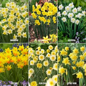 Award Winning Perennial Deer Resistant Daffodil Blend (Set of 30)