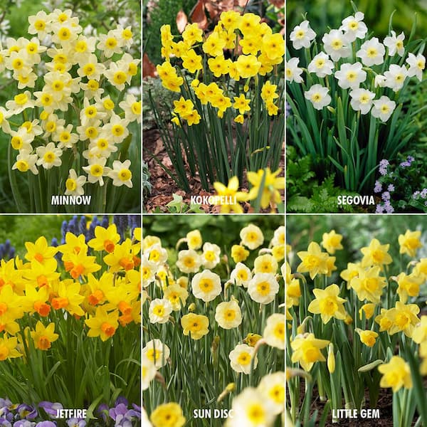 VAN ZYVERDEN Award Winning Perennial Deer Resistant Daffodil Blend (Set of 30)