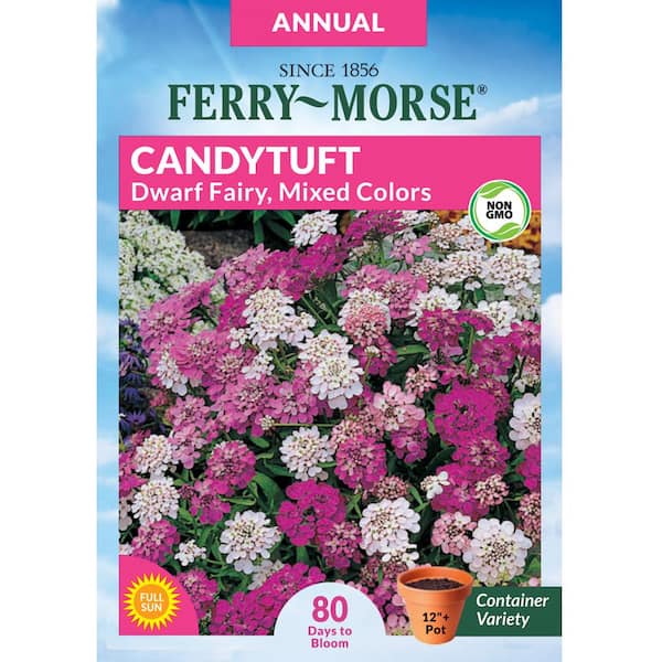Ferry-Morse Candytuft Dwarf Fairy Mixed Colors Flower Seed