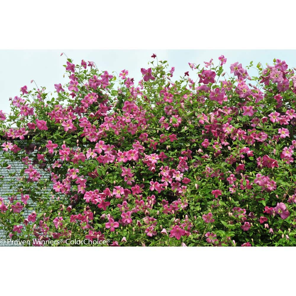 Pink Mink Clematis Trailing Flowering Shrub, 4.5 in. Quart