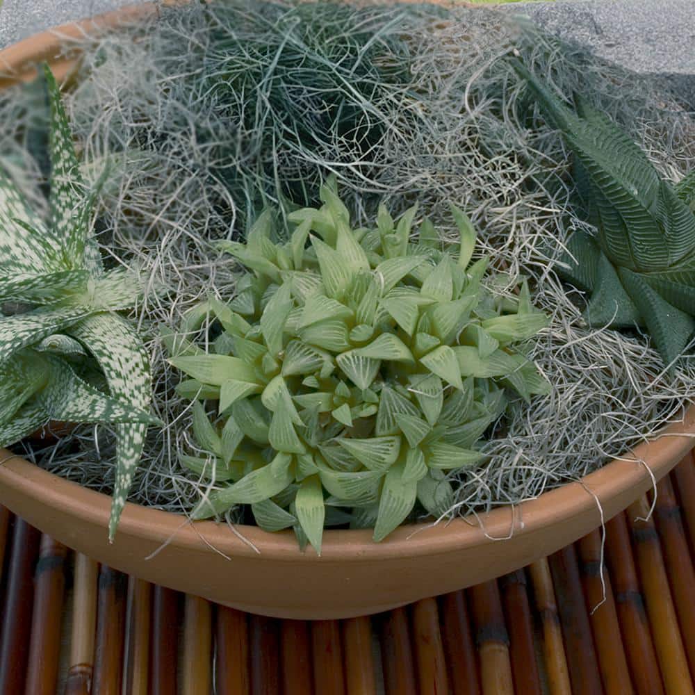 dracaena deremensis bausei Dragon Tree: The Enigmatic, Air-Purifying Plant with Healing Properties –  BloomBoxClub Italy