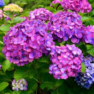 4 in. Lime Lovebird Hydrangea Shrub with Green-Pink-Blue Flowers (4-Piece)
