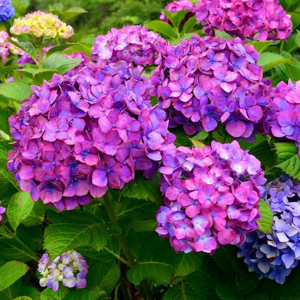 national PLANT NETWORK 4 in. Lime Lovebird Hydrangea Shrub with Green-Pink-Blue Flowers (4-Piece)