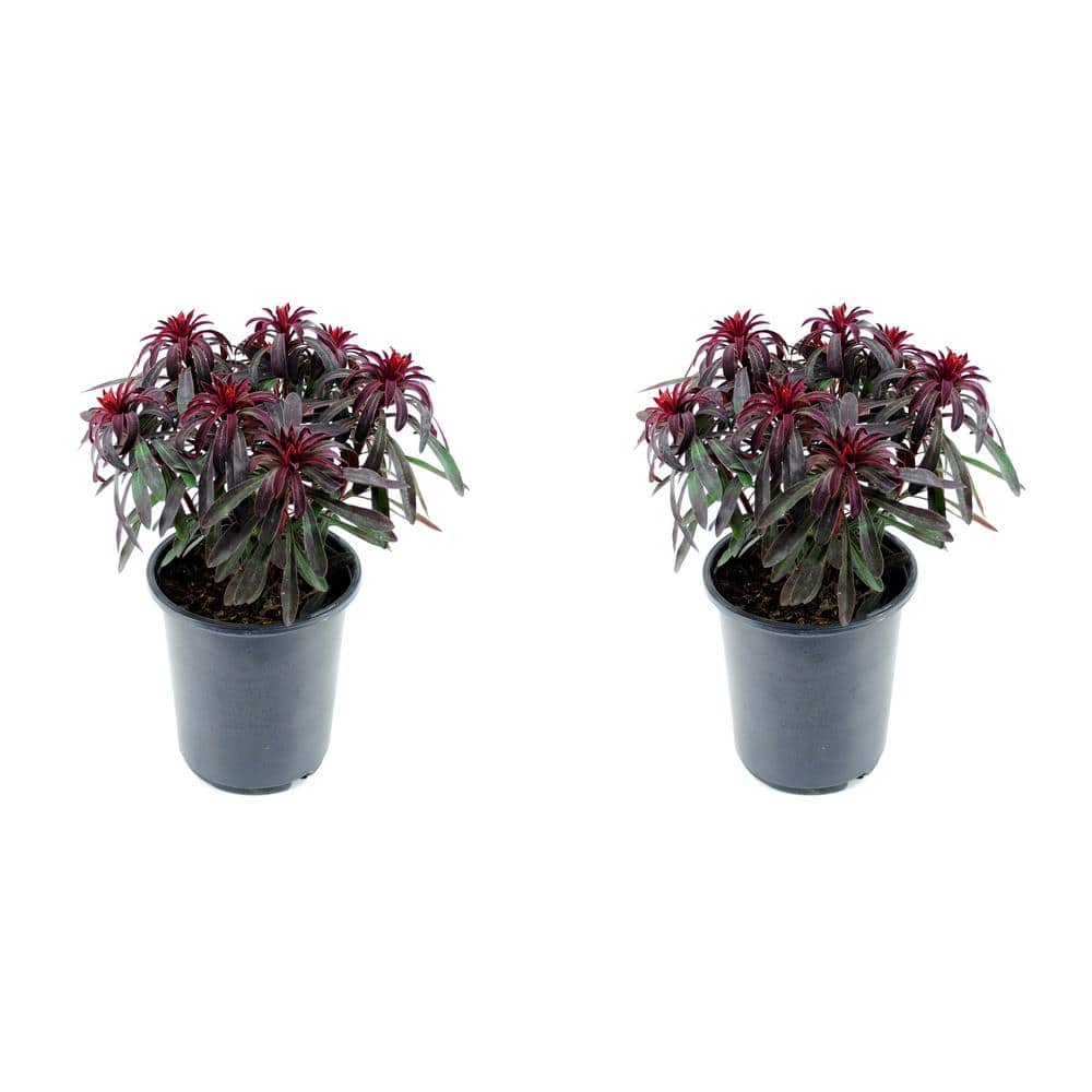 2.5 QT. Perennial Euphorbia Miners Merlot (2-Pack)