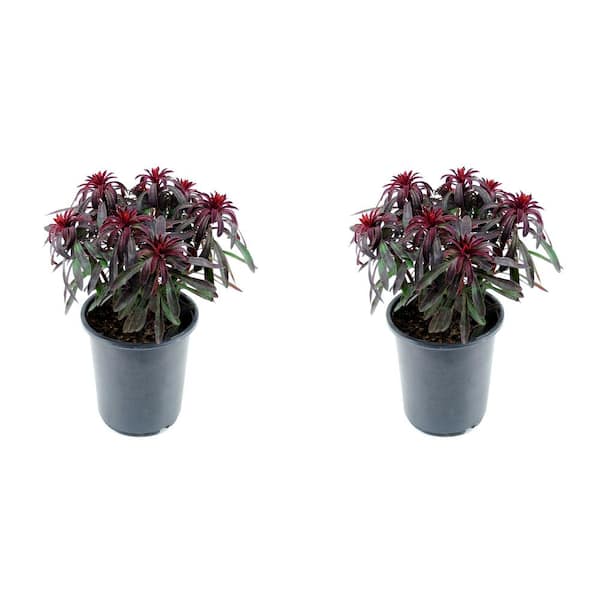 Unbranded 2.5 QT. Perennial Euphorbia Miners Merlot (2-Pack)