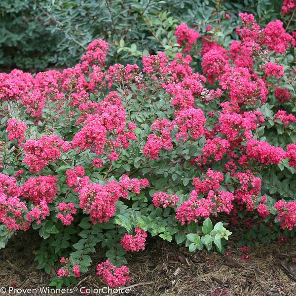 PROVEN WINNERS 1 Gal. Infinitini Magenta Crapemyrtle (Lagerstroemia) Live Shrub, Pink Flowers