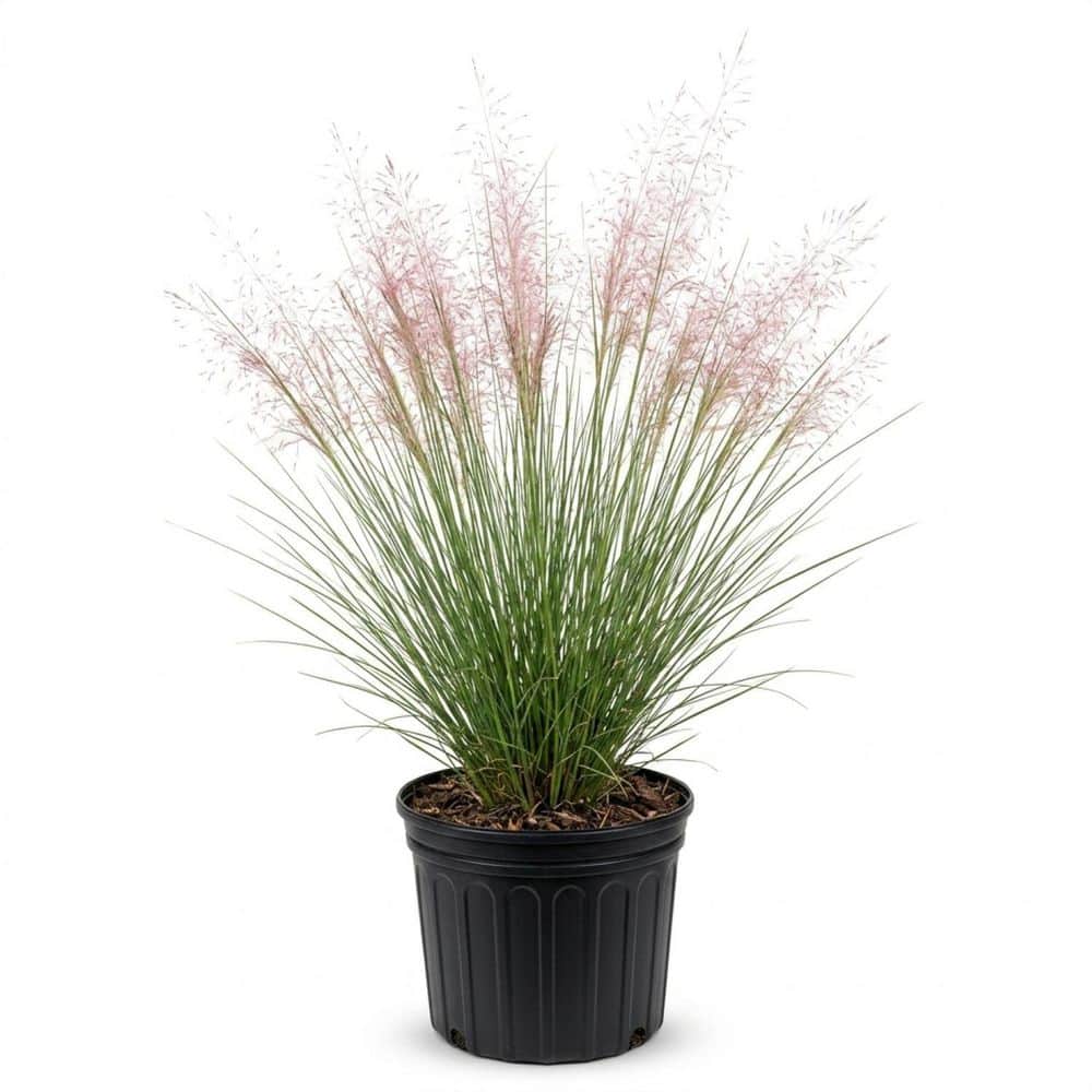 FLOWERWOOD 2.5 Gal. Pink Muhly Grass (Muhlenbergia Capillaris 