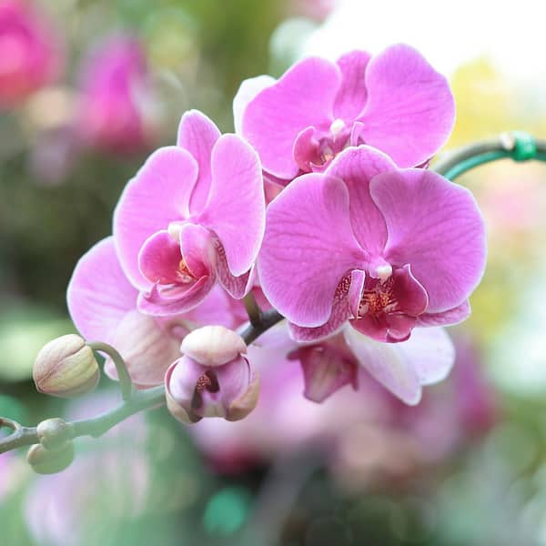 national PLANT NETWORK 5 in. Superior Multi-Stem Blushing Pink