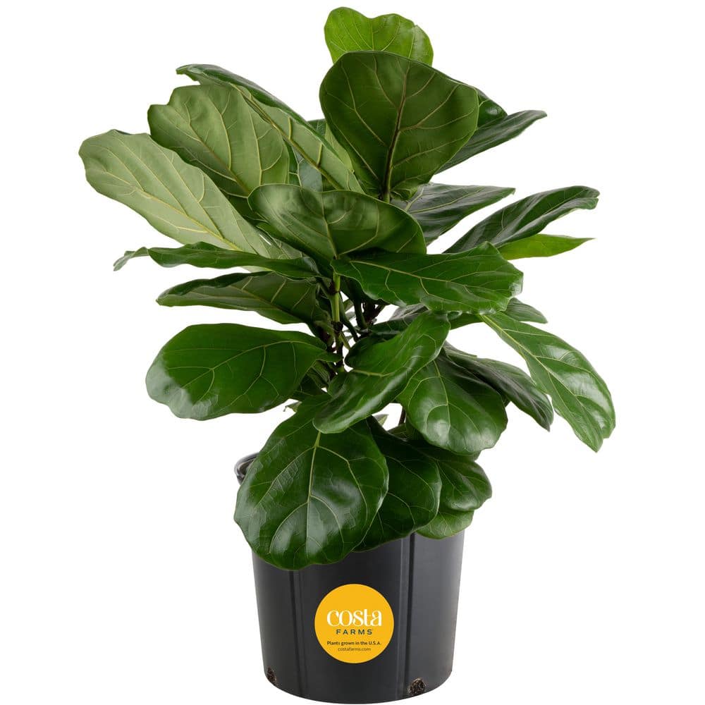 Costa Farms Ficus Lyrata Fiddle Leaf ...