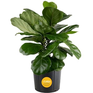 succulent tree Mini Pine Tree Succulent - Crassula tetragona - 2 Inch