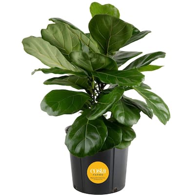 Fiddle Leaf Fig Indoor Plant in 8.75 in. Black Grower Pot, Avg. Shipping Height 1-2 ft. Tall