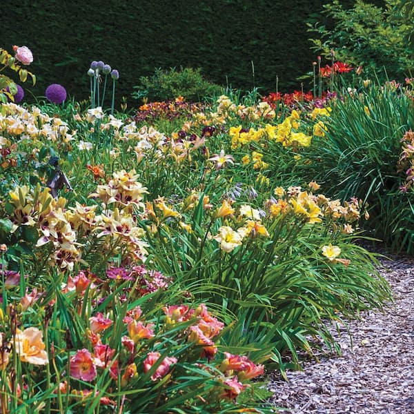 Spring Hill Nurseries Multi-Colored Flowers Grower's Choice Daylily (Hemerocallis) Mixture Live Bareroot Perennial Plants (25-Pack)