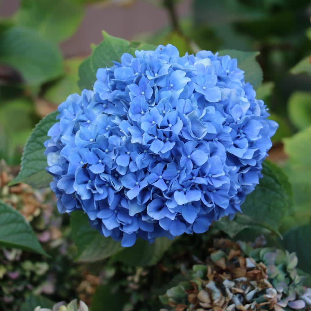 Image of Blue hydrangea plant 4