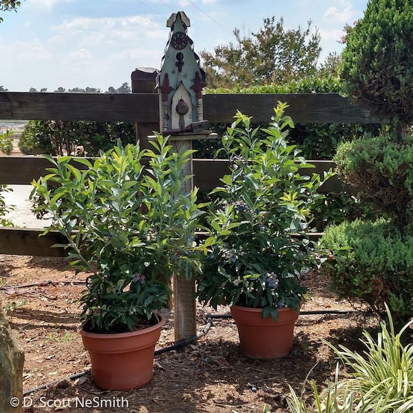2 Gal. Frostberry Delight Blueberry (Rabbiteye) Bush, Fruit-Bearing Live Shrub, Plentiful Delicious Sweet Berries