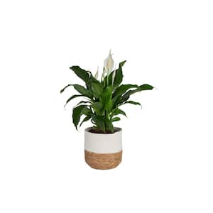 Spathiphyllum Peace Lily Indoor Plant in 10 in. Gray Planter, Average Shipping Height 2-3 ft. Tall