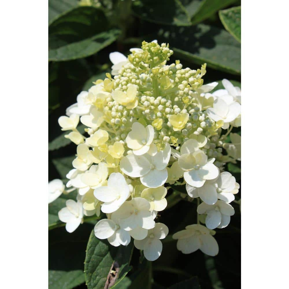 GARDENER'S CONFIDENCE 3 Gal. Baby Lace Hardy Hydrangea (Paniculata ...