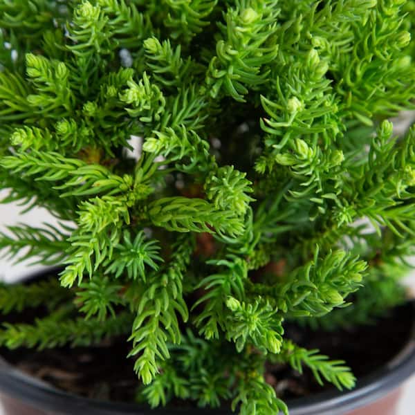 2 Gal. Dragon Prince Cryptomeria (Dwarf Japanese Cedar) Shrub with Uniquely Textured Evergreen Foliage