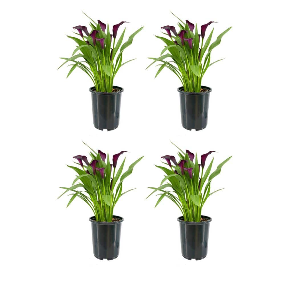 2.5 Qt. Perennial Calla Lily Black (4-Pack) 2815 - The Home Depot