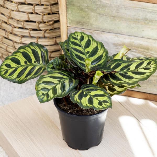 ALTMAN PLANTS Pet Safe Calathea (3-Pack), Live Indoor Plants, 4.25 in.  Grower Pots, Pet Safe Real Houseplants, Approx. 9 in. Tall 0873544 - The  Home Depot