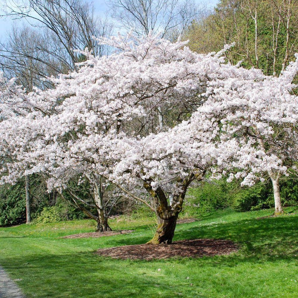 DIRECT GARDENING Yoshino White Flowering Cherry Dormant Bare Root