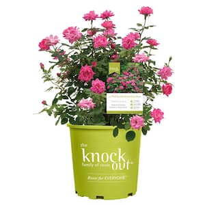 2 Gal. Pink Double Knock Out Rose Bush with Pink Flowers