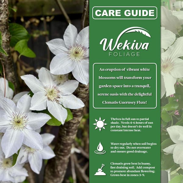Wekiva Foliage Clematis Guernsey Flute-Live Starter Plant in a 2