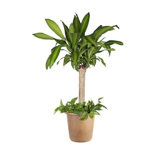 10 in. Mass Cane/Pothos Combo Plant