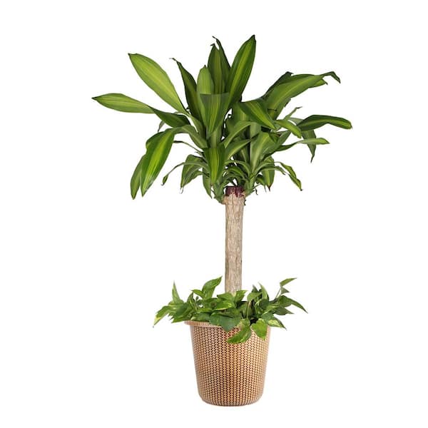 Costa Farms 10 in. Mass Cane/Pothos Combo Plant