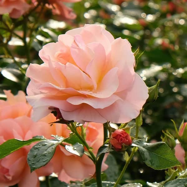 national PLANT NETWORK Bare Root Rose Cherish with Apricot Flowers