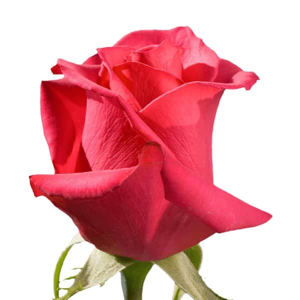 Majentha / Dark Pink Rose Hotshot at Rs 200/bunch